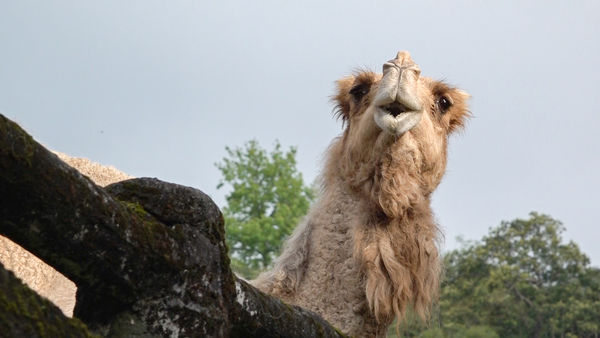 台北市立動物園慰靈祭。（圖／台北市立動物園提供）