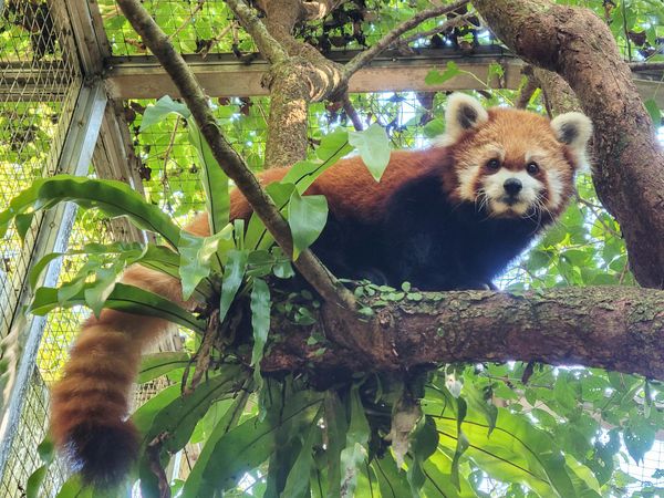 台北市立動物園慰靈祭。（圖／台北市立動物園提供）