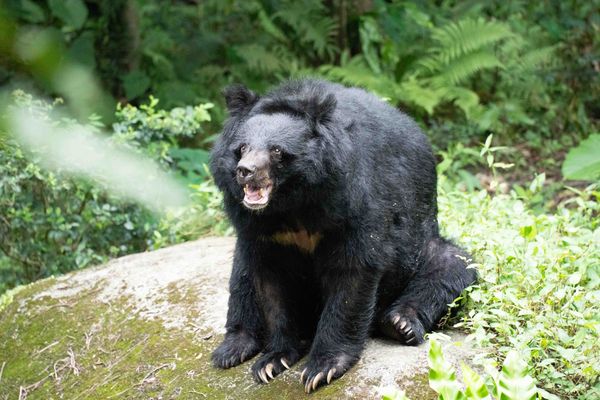 台北市立動物園慰靈祭。（圖／台北市立動物園提供）