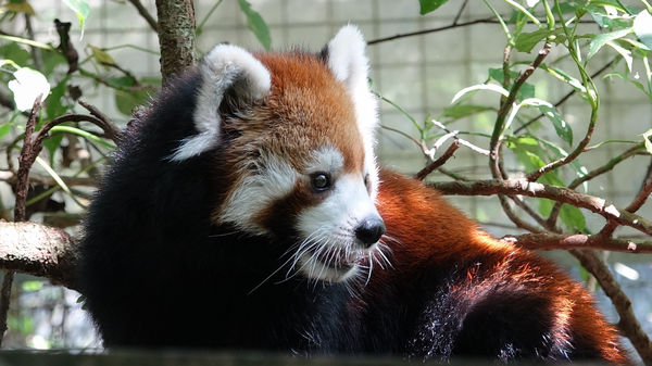 台北市立動物園慰靈祭。（圖／台北市立動物園提供）