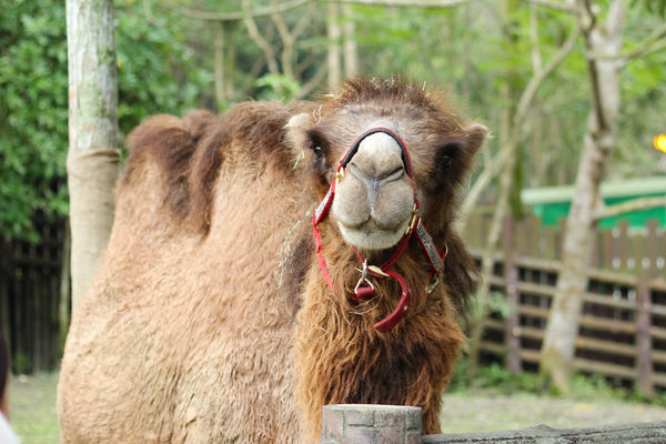 台北市立動物園慰靈祭。（圖／台北市立動物園提供）