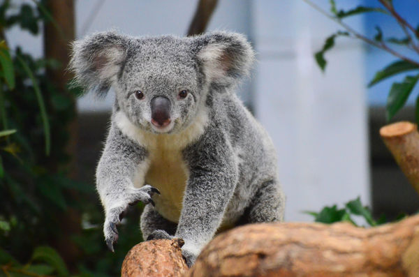 台北市立動物園慰靈祭。（圖／台北市立動物園提供）