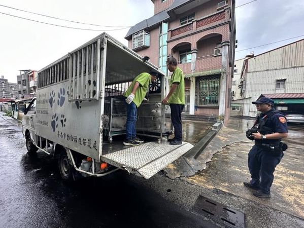 ▲破獲六甲民宅非法繁殖場！籠內「17隻博美獲救」　身體健康待認養（圖／臺南市動物防疫保護處提供。）