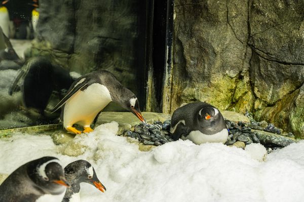 同性企鵝。（圖／翻攝自SEA LIFE Sydney Aquarium）