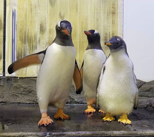 同性企鵝。（圖／翻攝自SEA LIFE Sydney Aquarium）