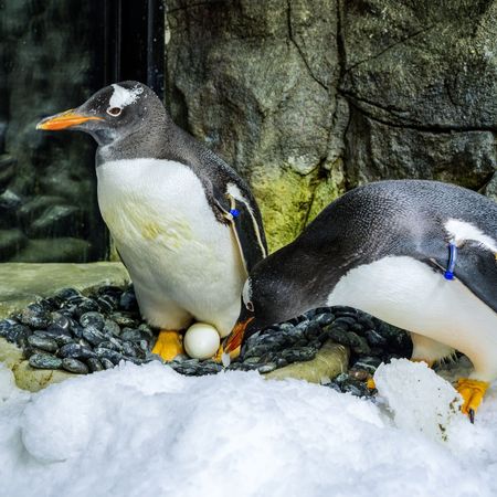 同性企鵝。（圖／翻攝自SEA LIFE Sydney Aquarium）