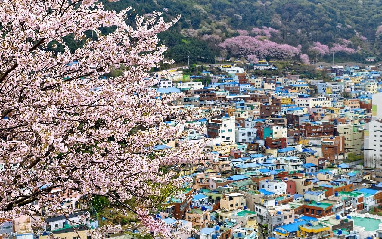 歌詩達郵輪日韓賞櫻 預約2025花見之旅（圖／歌詩達郵輪、shutterstock）