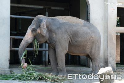 這10隻動物超高齡！亞洲象「友愷」已42歲　保育員幫補營養不馬虎