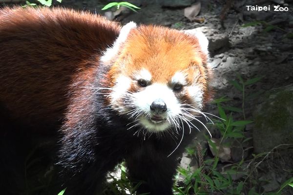 ▲高齡動物。（圖／台北市立動物園提供，請勿隨意翻拍，以免侵權。）