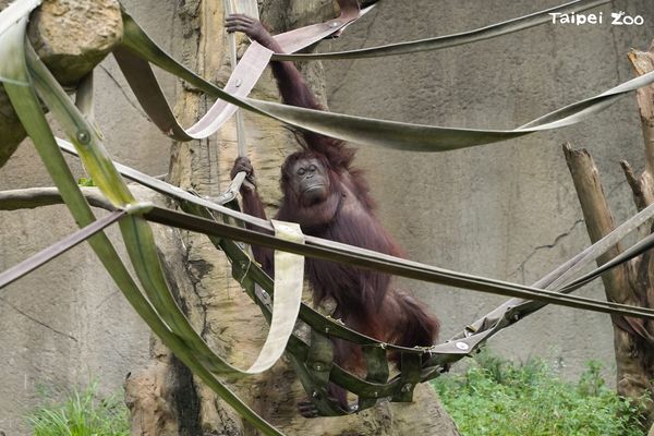 ▲高齡動物。（圖／台北市立動物園提供，請勿隨意翻拍，以免侵權。）