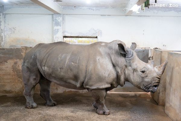 ▲高齡動物。（圖／台北市立動物園提供，請勿隨意翻拍，以免侵權。）