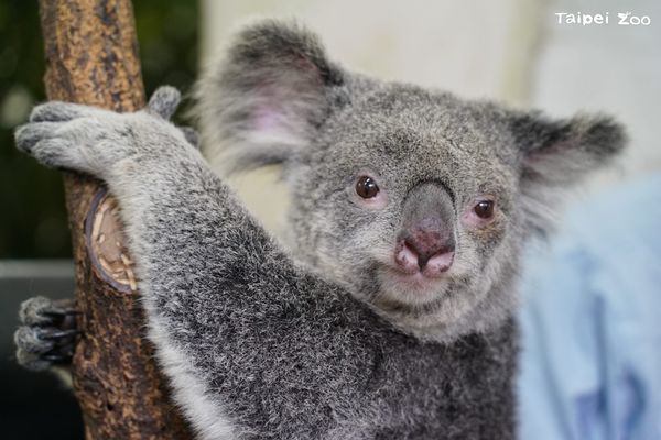 ▲高齡動物。（圖／台北市立動物園提供，請勿隨意翻拍，以免侵權。）