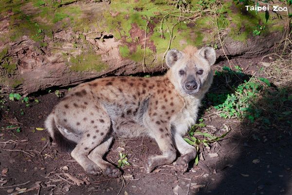 ▲高齡動物。（圖／台北市立動物園提供，請勿隨意翻拍，以免侵權。）