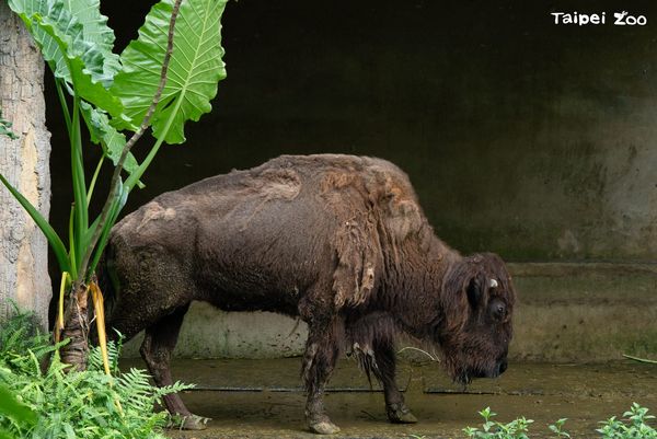 ▲高齡動物。（圖／台北市立動物園提供，請勿隨意翻拍，以免侵權。）