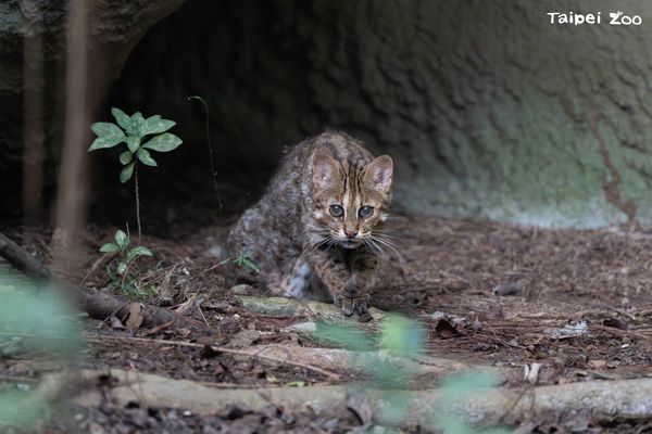 ▲高齡動物。（圖／台北市立動物園提供，請勿隨意翻拍，以免侵權。）