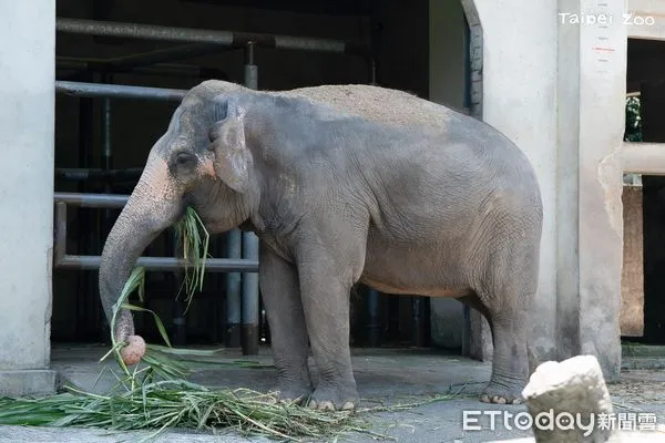 ▲大象友愷。（圖／台北市立動物園提供，請勿隨意翻拍，以免侵權。）