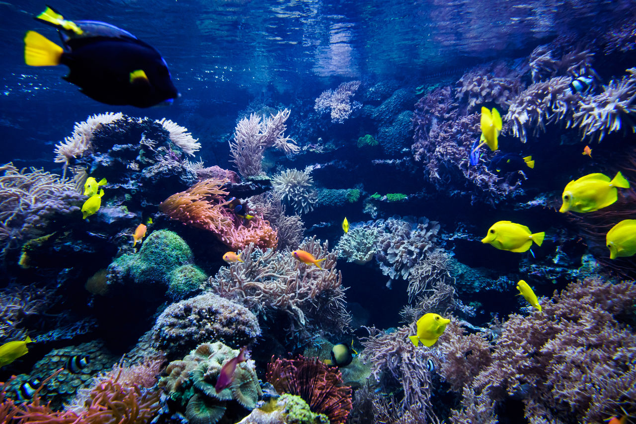 海底,水族館。（圖／達志示意圖）