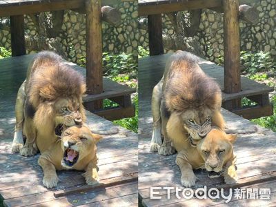 高清無碼影片曝！母獅發情「一天激戰40次」　壽山動物園：快來看