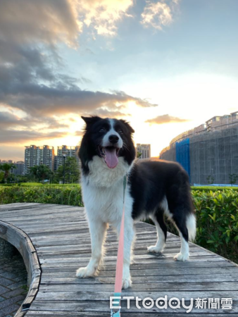 ▲在北車遺失「愛犬骨灰戒指」　飼主急尋內疚：把牠留下的弄丟了（圖／網友鄭小姐提供，請勿隨意翻拍，以免侵權。）