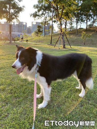 ▲在北車遺失「愛犬骨灰戒指」　飼主急尋內疚：把牠留下的弄丟了（圖／網友鄭小姐提供，請勿隨意翻拍，以免侵權。）