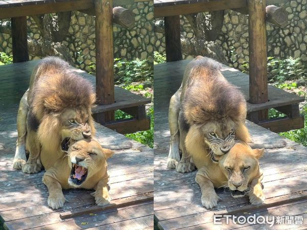 ▲壽山動物園母獅「小乖」正逢發情期。（圖／壽山動物園提供）