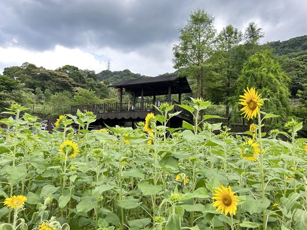 ▲「樟樹步道」還未9月就迎來向日葵綻放,田寮橋旁的「貓空水土保持園區」去年底延伸出一條全新的賞茶路線,水土保持茶園步道。（圖／北市大地處提供）