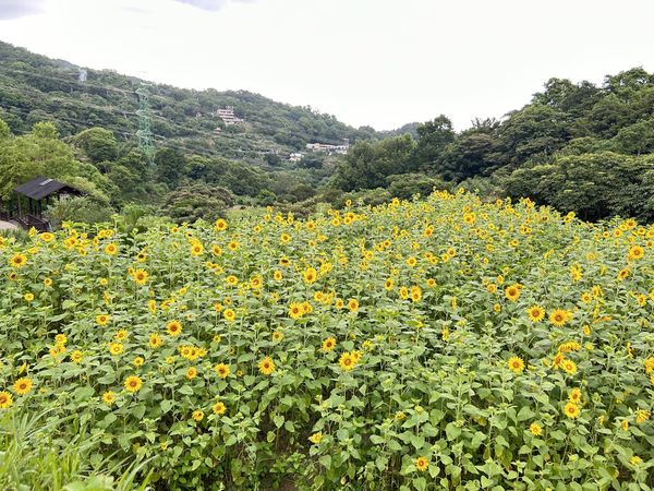 ▲「樟樹步道」還未9月就迎來向日葵綻放,田寮橋旁的「貓空水土保持園區」去年底延伸出一條全新的賞茶路線,水土保持茶園步道。（圖／北市大地處提供）