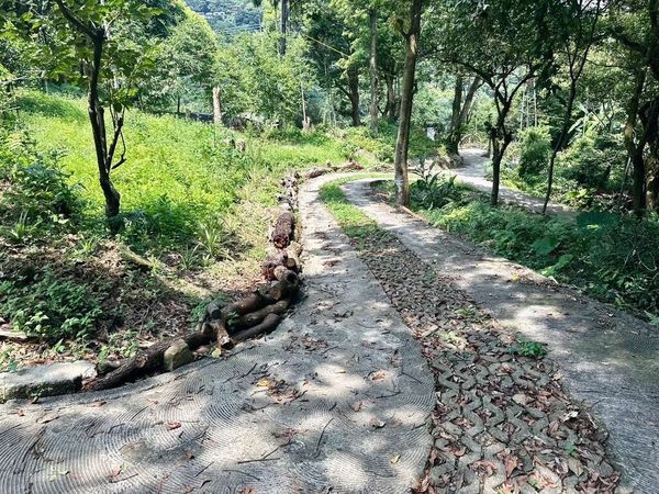 ▲「樟樹步道」還未9月就迎來向日葵綻放,田寮橋旁的「貓空水土保持園區」去年底延伸出一條全新的賞茶路線,水土保持茶園步道。（圖／北市大地處提供）