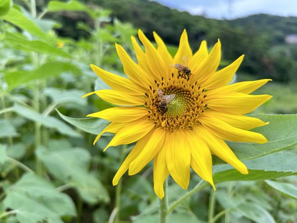 ▲「樟樹步道」還未9月就迎來向日葵綻放,田寮橋旁的「貓空水土保持園區」去年底延伸出一條全新的賞茶路線,水土保持茶園步道。（圖／北市大地處提供）