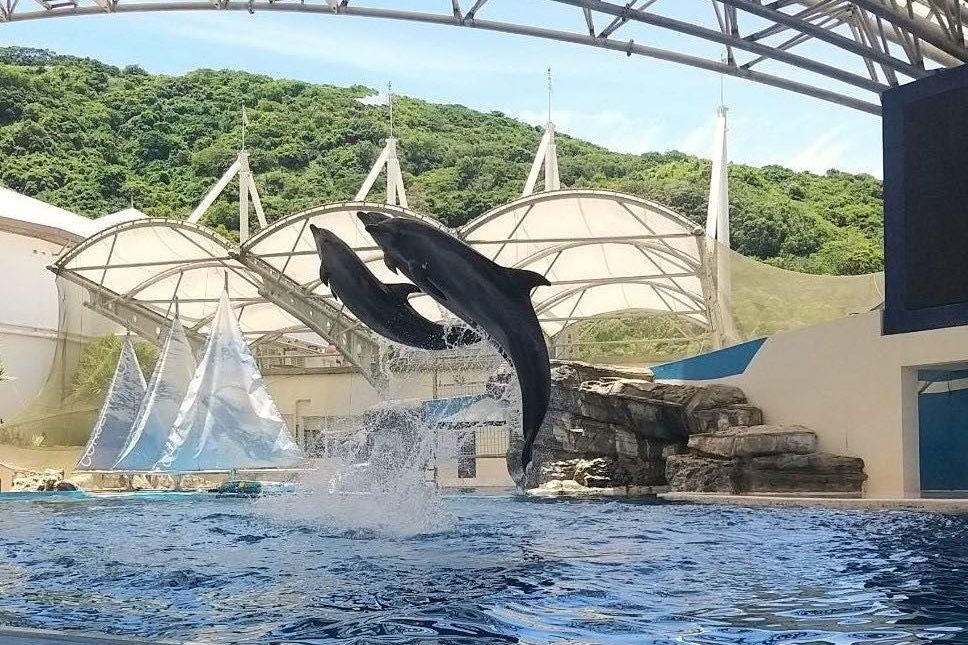 ▲▼遠雄海洋公園海豚秀要落幕。（圖／翻攝臉書／遠雄海洋公園）