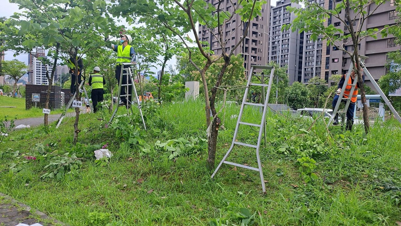 ▲新北市開辦樹木修剪認證。（圖／新北市景觀處提供）