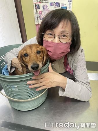 癱瘓老臘腸找到新家。（圖／惟仁動物醫院提供）