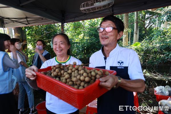 ▲中寮鄉龍眼文化季起灶開鑼。（圖／南投縣政府提供）