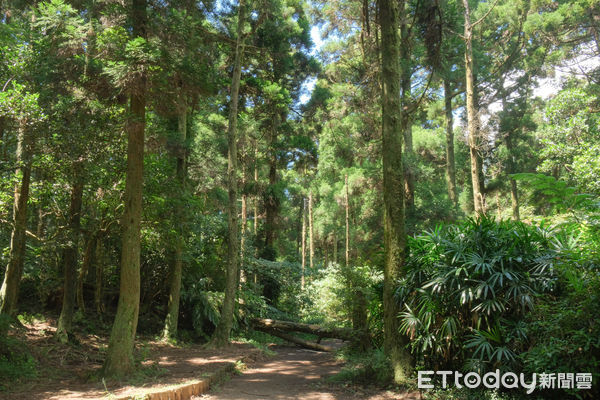 ▲竹子湖「田間美術館」藝術小旅行正式展開,竹子湖景點,小油坑橋能就近欣賞到火山爆裂口,黑森林,大梯田花卉生態農園,故鄉金針花農園。（圖／記者彭懷玉攝）