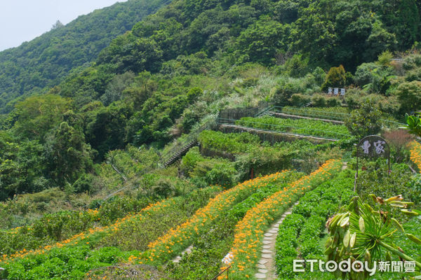 ▲竹子湖「田間美術館」藝術小旅行正式展開,竹子湖景點,小油坑橋能就近欣賞到火山爆裂口,黑森林,大梯田花卉生態農園,故鄉金針花農園。（圖／記者彭懷玉攝）