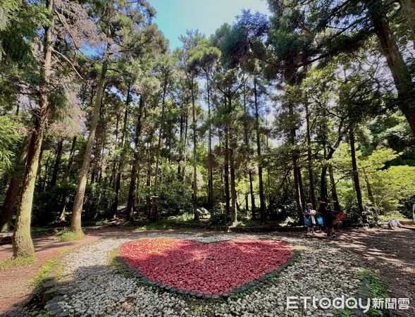 ▲竹子湖「田間美術館」藝術小旅行正式展開,竹子湖景點,小油坑橋能就近欣賞到火山爆裂口,黑森林,大梯田花卉生態農園,故鄉金針花農園。（圖／記者彭懷玉攝）