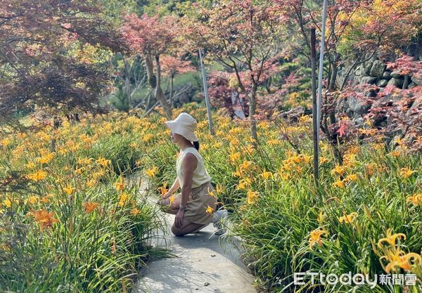 ▲竹子湖「田間美術館」藝術小旅行正式展開,竹子湖景點,小油坑橋能就近欣賞到火山爆裂口,黑森林,大梯田花卉生態農園,故鄉金針花農園。（圖／記者彭懷玉攝）