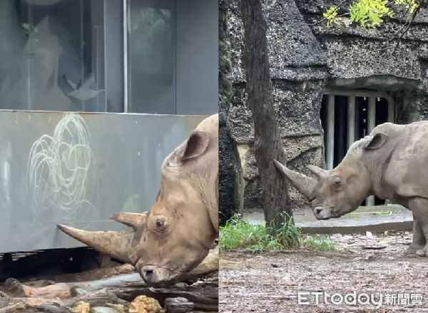 ▲犀牛「牆上瘋狂畫圈圈」在報明牌？　動物園暴露下一步：馬上開戰（圖／粉專「Shou Shan Zoo 壽山動物園」提供，請勿隨意翻拍，以免侵權。）