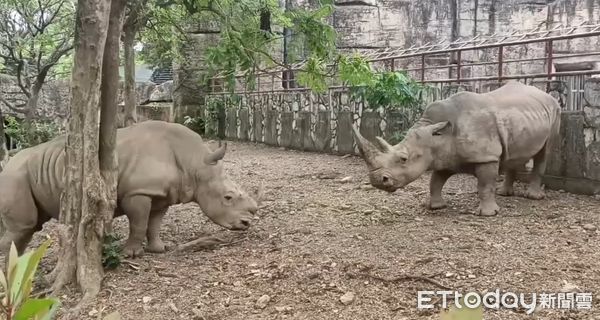 ▲犀牛「牆上瘋狂畫圈圈」在報明牌？　動物園暴露下一步：馬上開戰（圖／粉專「Shou Shan Zoo 壽山動物園」提供，請勿隨意翻拍，以免侵權。）