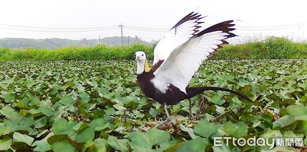 ▲為維護水雉棲息環境，台南市農業局28日在官田區綠寶田農場，與農民齊心推動加入友善農耕，並請領濕地標章，期能維護農田濕地的環境品質，擴大營造水雉棲息地。（圖／記者林東良翻攝，下同）