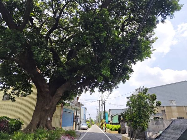 ▲啦啦隊女神李多慧到永靖。（圖／成美文化園提供）