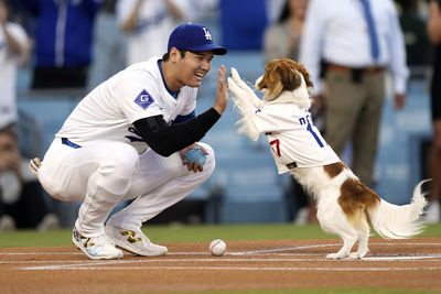 有夠可愛！大谷翔平愛犬驚喜登場　完成史上最萌開球儀式