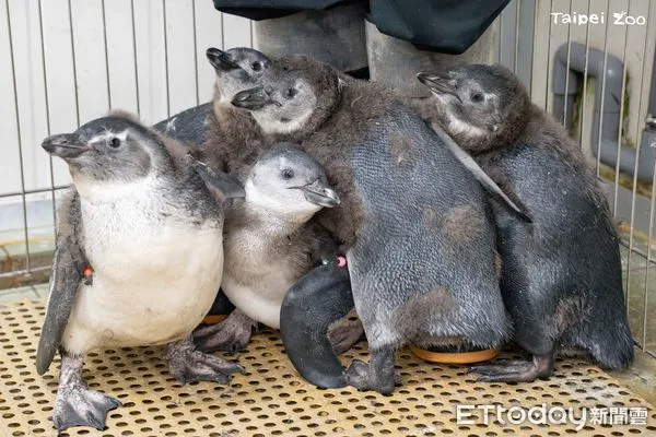 ▲第3代！台北動物園今年孵出7隻黑腳企鵝　「5寶寶」擠在一起曬萌（圖／台北市立動物園提供，請勿隨意翻拍，以免侵權。）