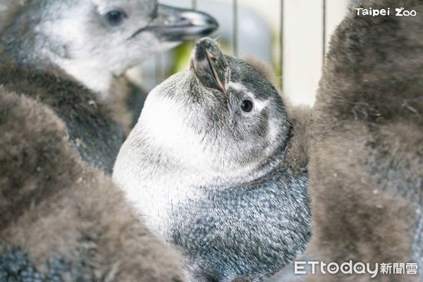 ▲第3代！台北動物園今年孵出7隻黑腳企鵝　「5寶寶」擠在一起曬萌（圖／台北市立動物園提供，請勿隨意翻拍，以免侵權。）