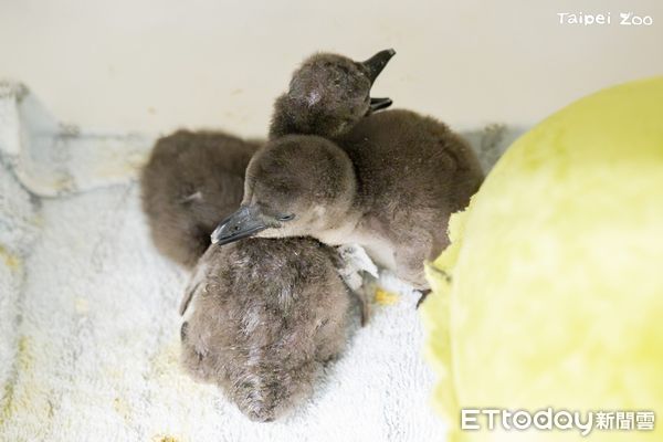 ▲第3代！台北動物園今年孵出7隻黑腳企鵝　「5寶寶」擠在一起曬萌（圖／台北市立動物園提供，請勿隨意翻拍，以免侵權。）