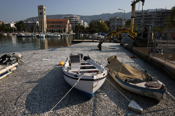 ▲▼希臘中部渡假港口沃洛斯（Volos）數十萬條魚漂浮在海邊，密密麻麻堵住了港口，並且不斷散發惡臭。（圖／路透）