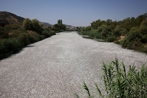 ▲▼希臘中部渡假港口沃洛斯（Volos）數十萬條魚漂浮在海邊，密密麻麻堵住了港口，並且不斷散發惡臭。（圖／路透）