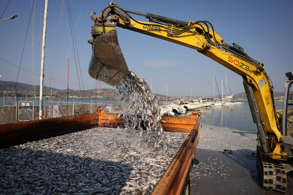 ▲▼希臘中部渡假港口沃洛斯（Volos）數十萬條魚漂浮在海邊，密密麻麻堵住了港口，並且不斷散發惡臭。（圖／路透）