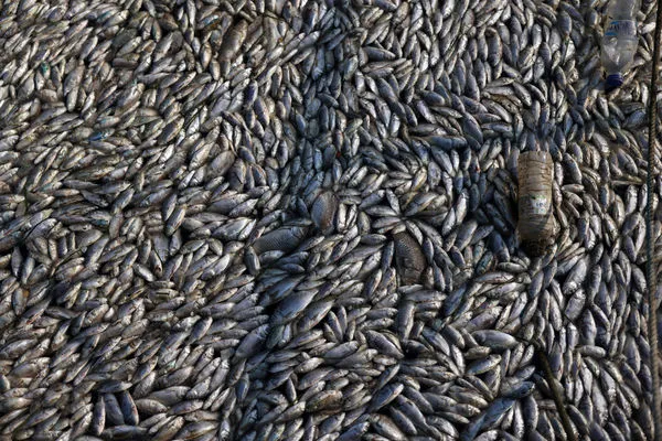 ▲▼希臘中部渡假港口沃洛斯（Volos）數十萬條魚漂浮在海邊，密密麻麻堵住了港口，並且不斷散發惡臭。（圖／路透）