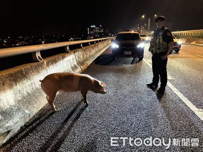 二師兄不想死！送屠宰場途中跳車　警化身「黑悟空」74線圍捕